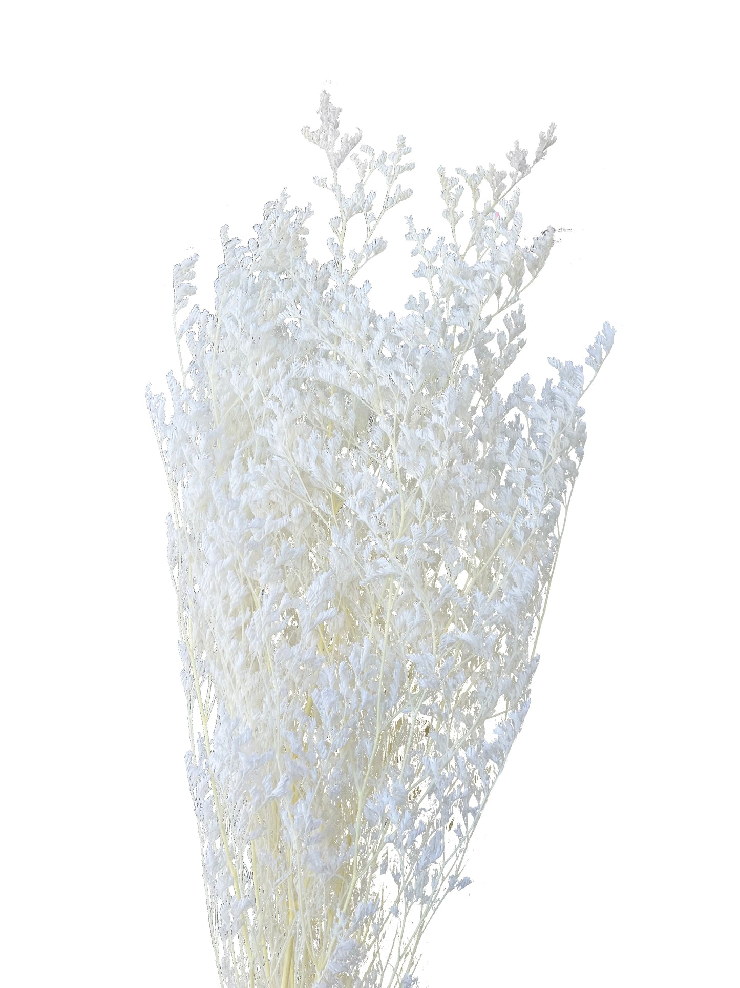 Dried Limonium white