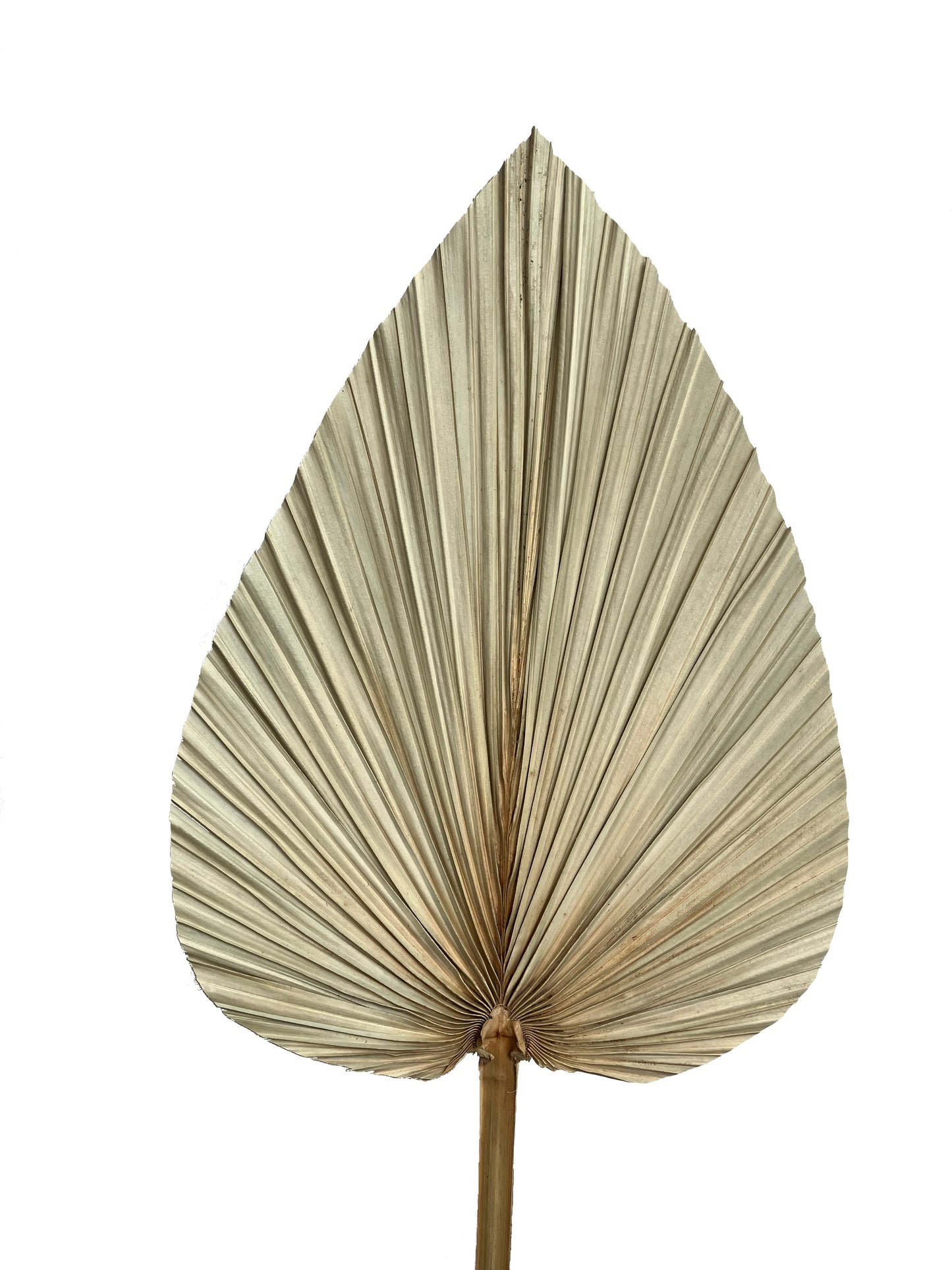 Dried Palm large