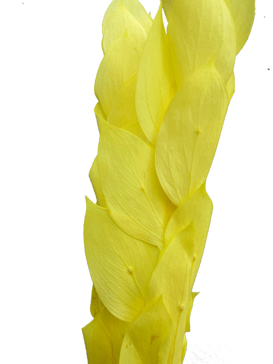 Ruscus jaune israélien séché