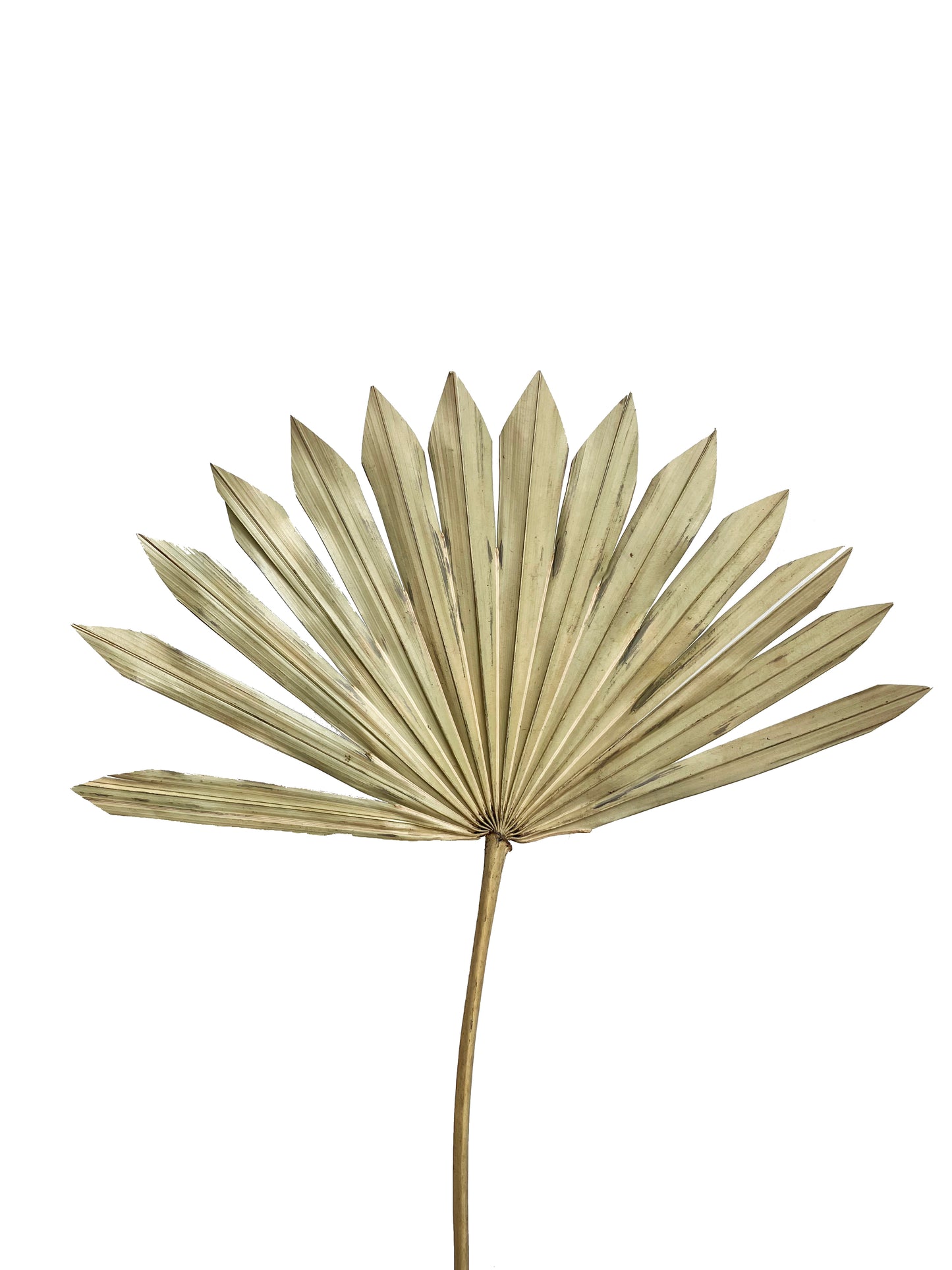Dried sun palm