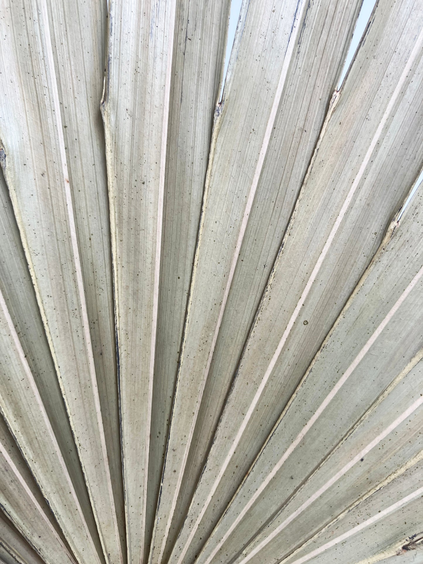 Dried sun palm close up