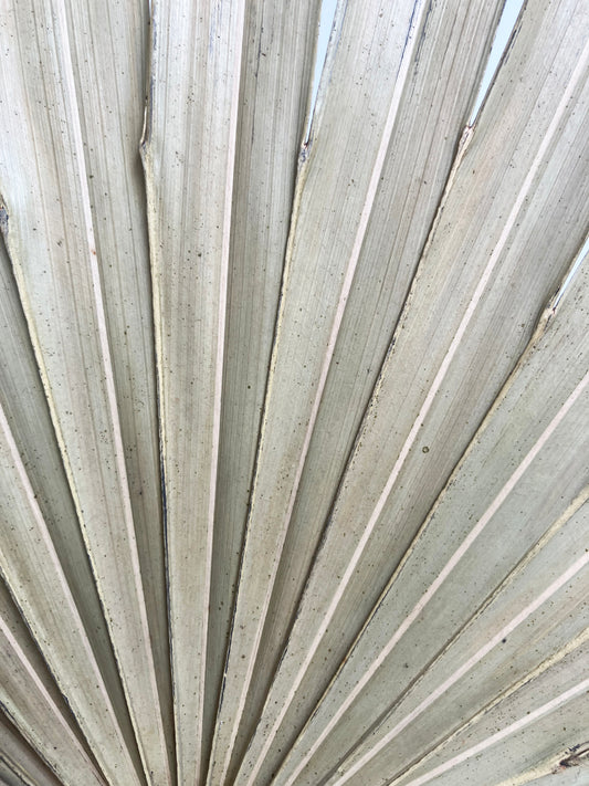 Dried sun palm close up