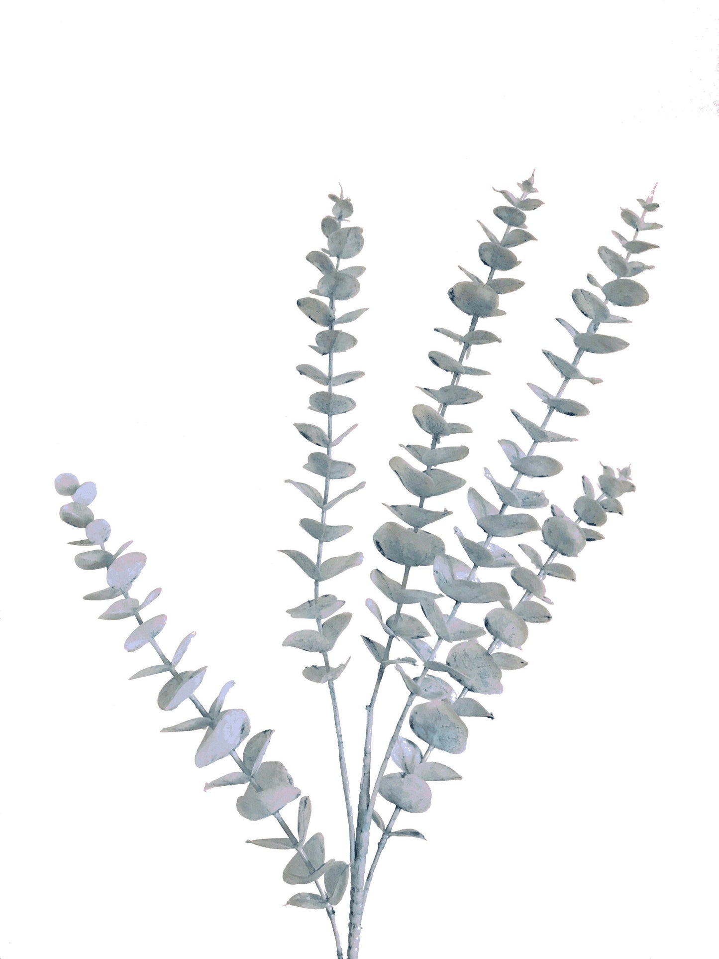 Eucalyptus-Bleu