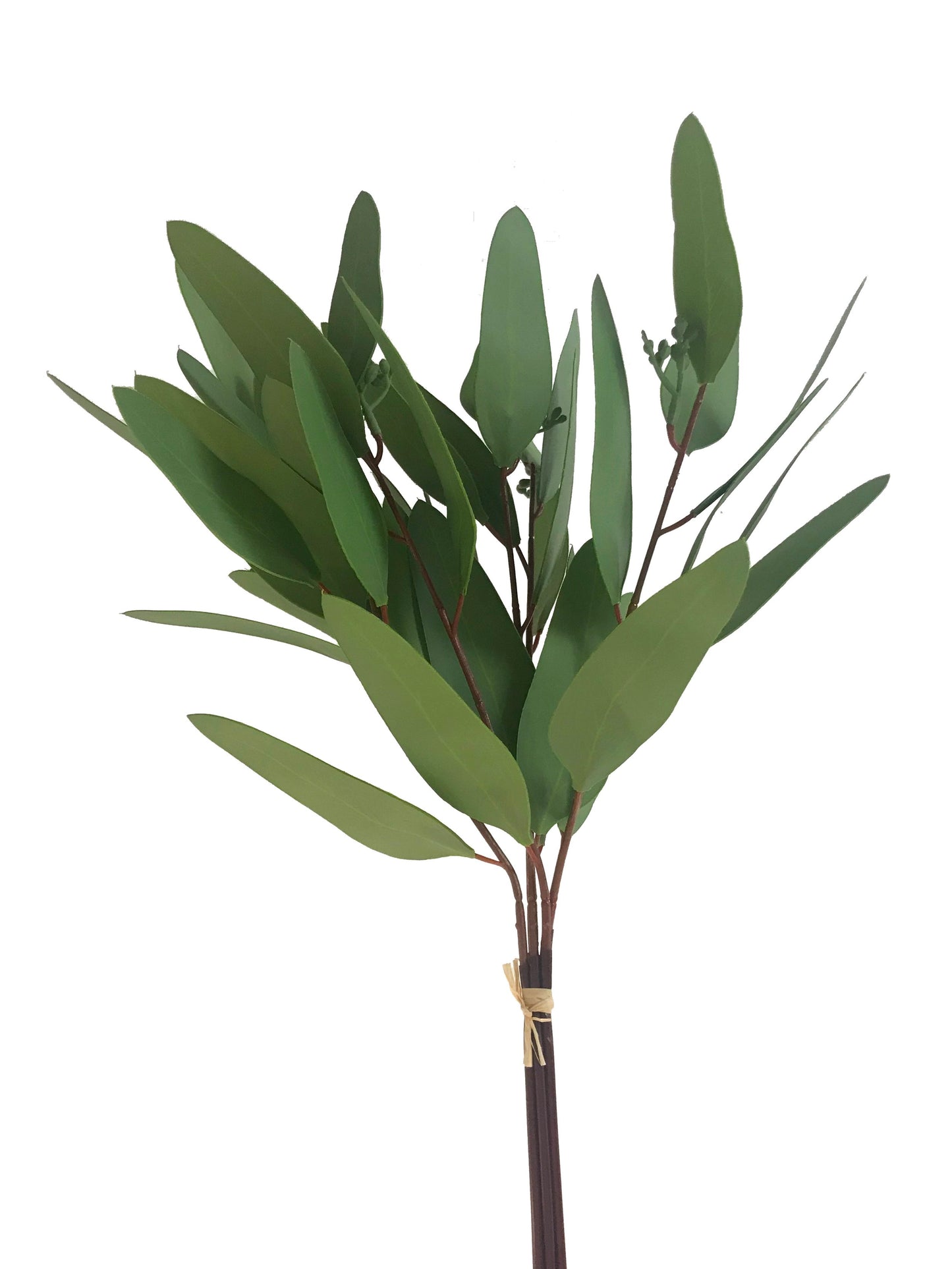 Gomme d'eucalyptus-Real Touch