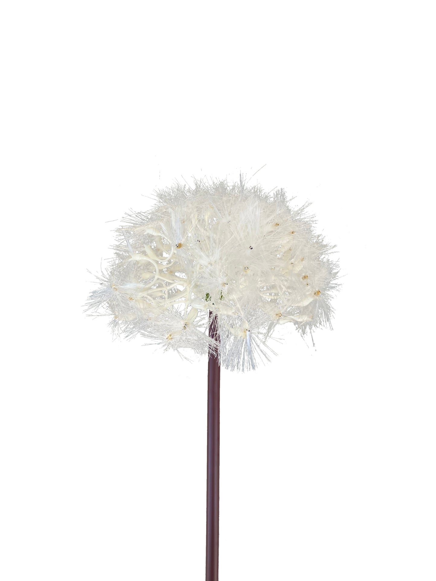 fake dandelion Australia