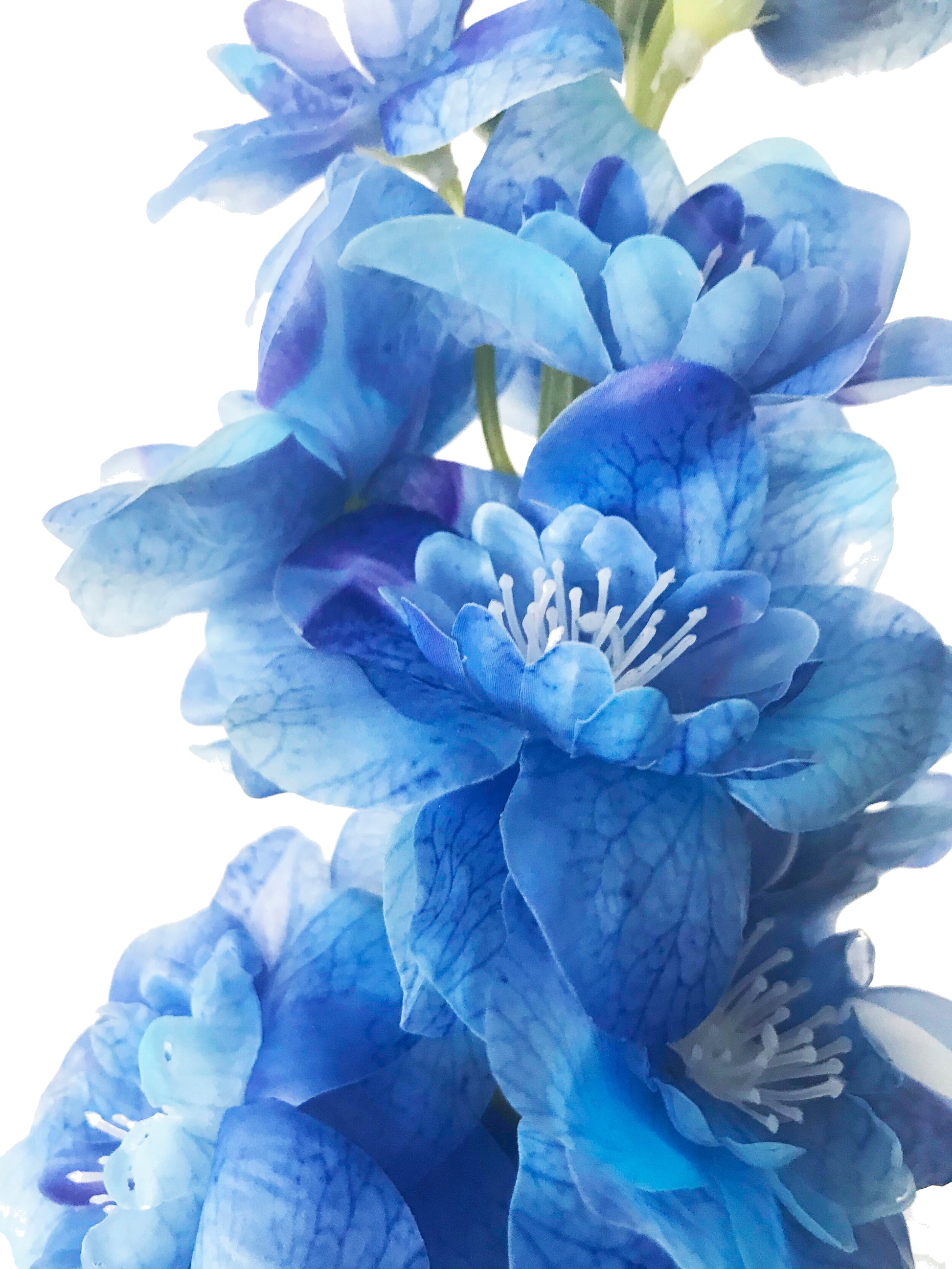 delphinium blue australia