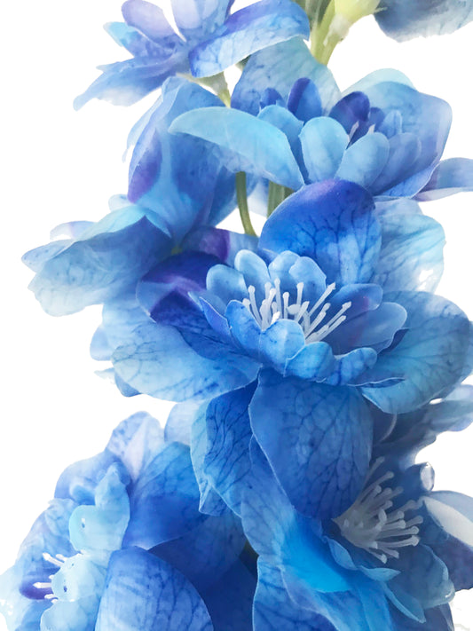 delphinium blue australia