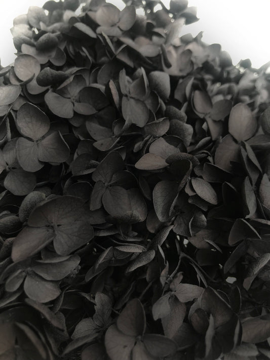 Dried Hydrangea Black