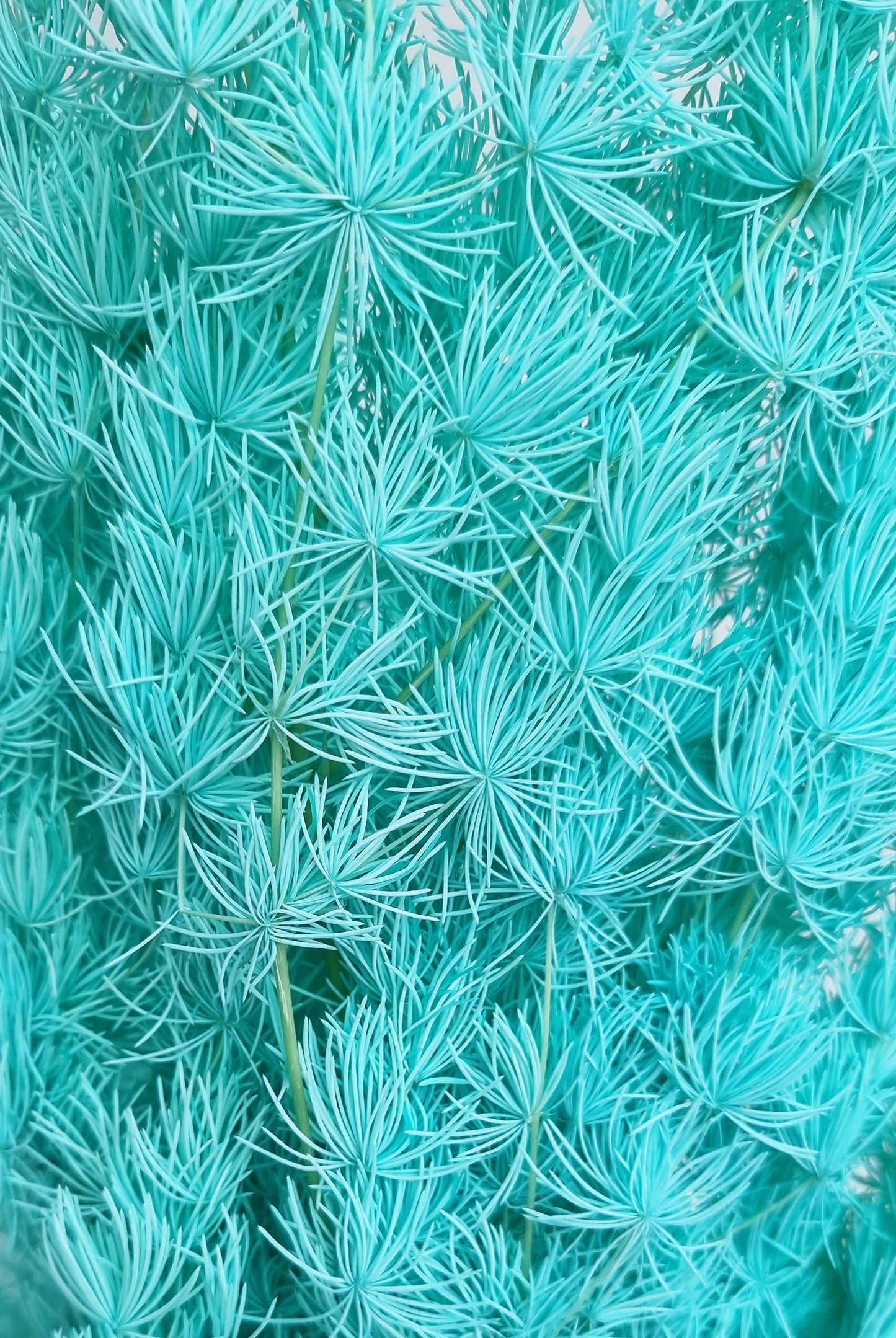 Verde Ming-Aqua seco