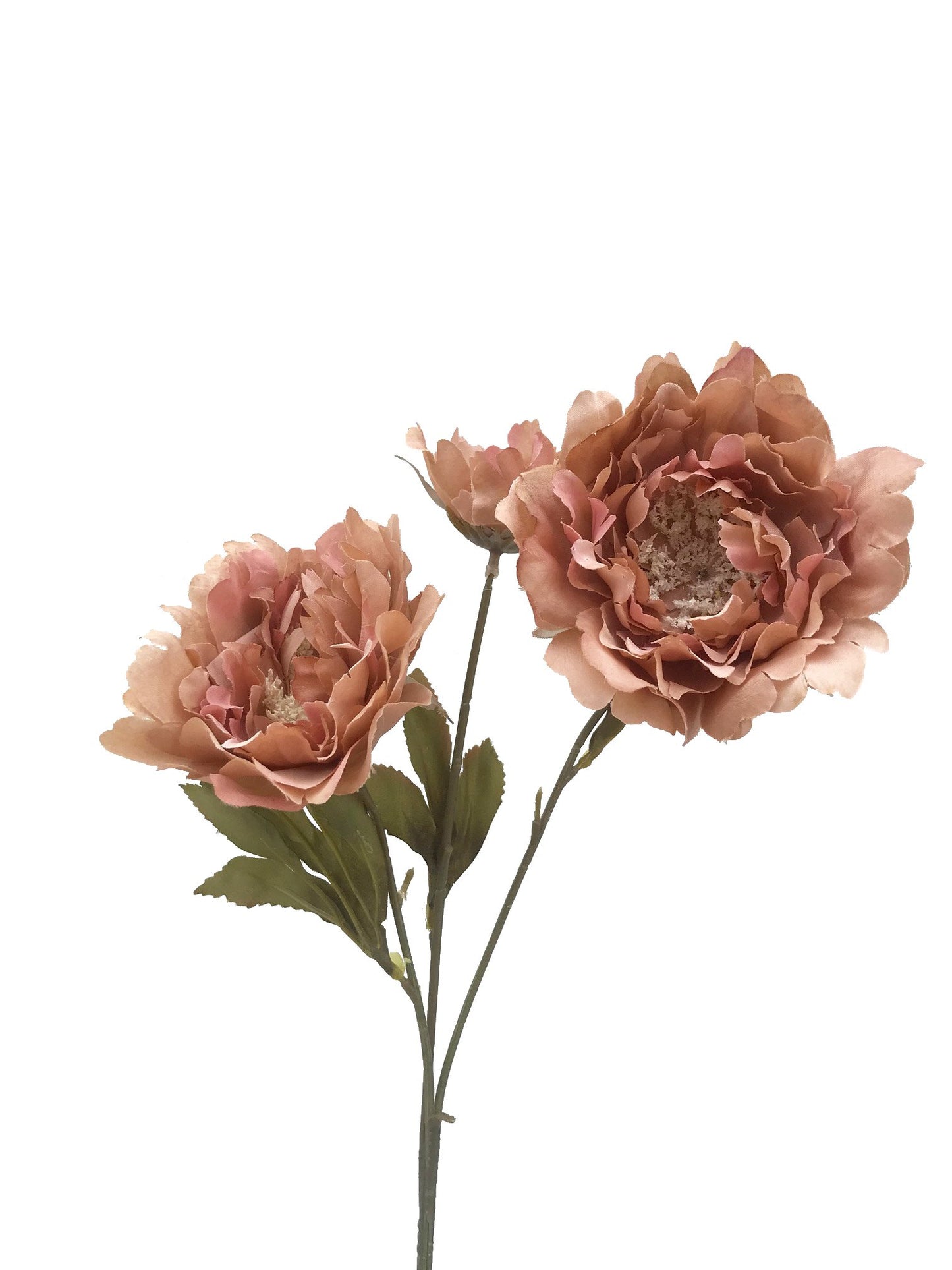 Peony Triple Stem-Toffee