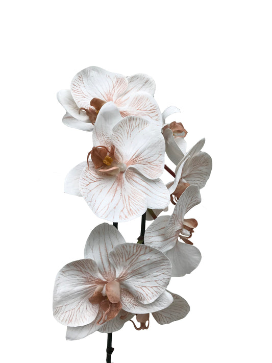 Artificial Phalaenopsis Orchid Blush Latte Real Touch