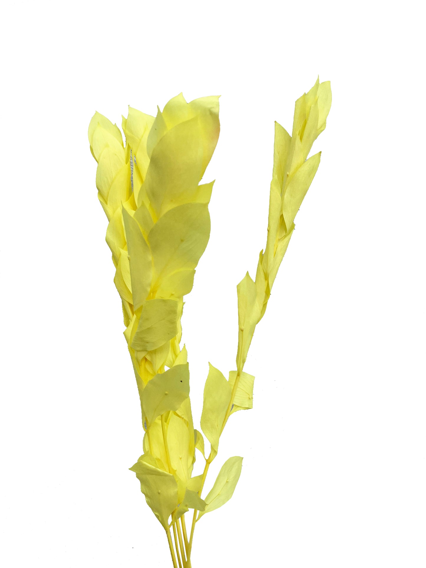 Ruscus seco amarillo israelí