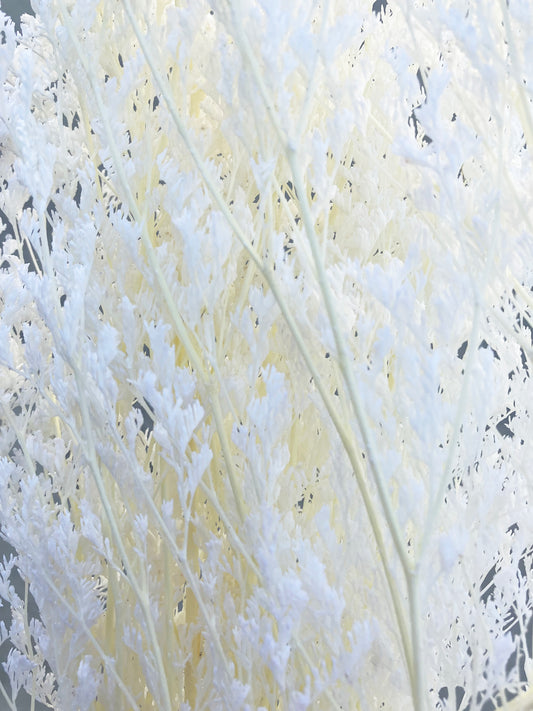 Limonium blanc séché