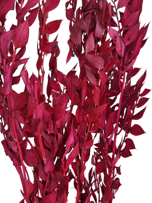 Ruscus séché rouge foncé italien