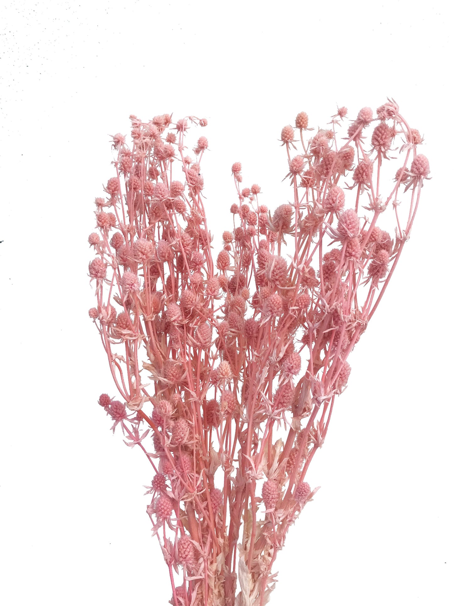 Dried Sea Holly-Pink
