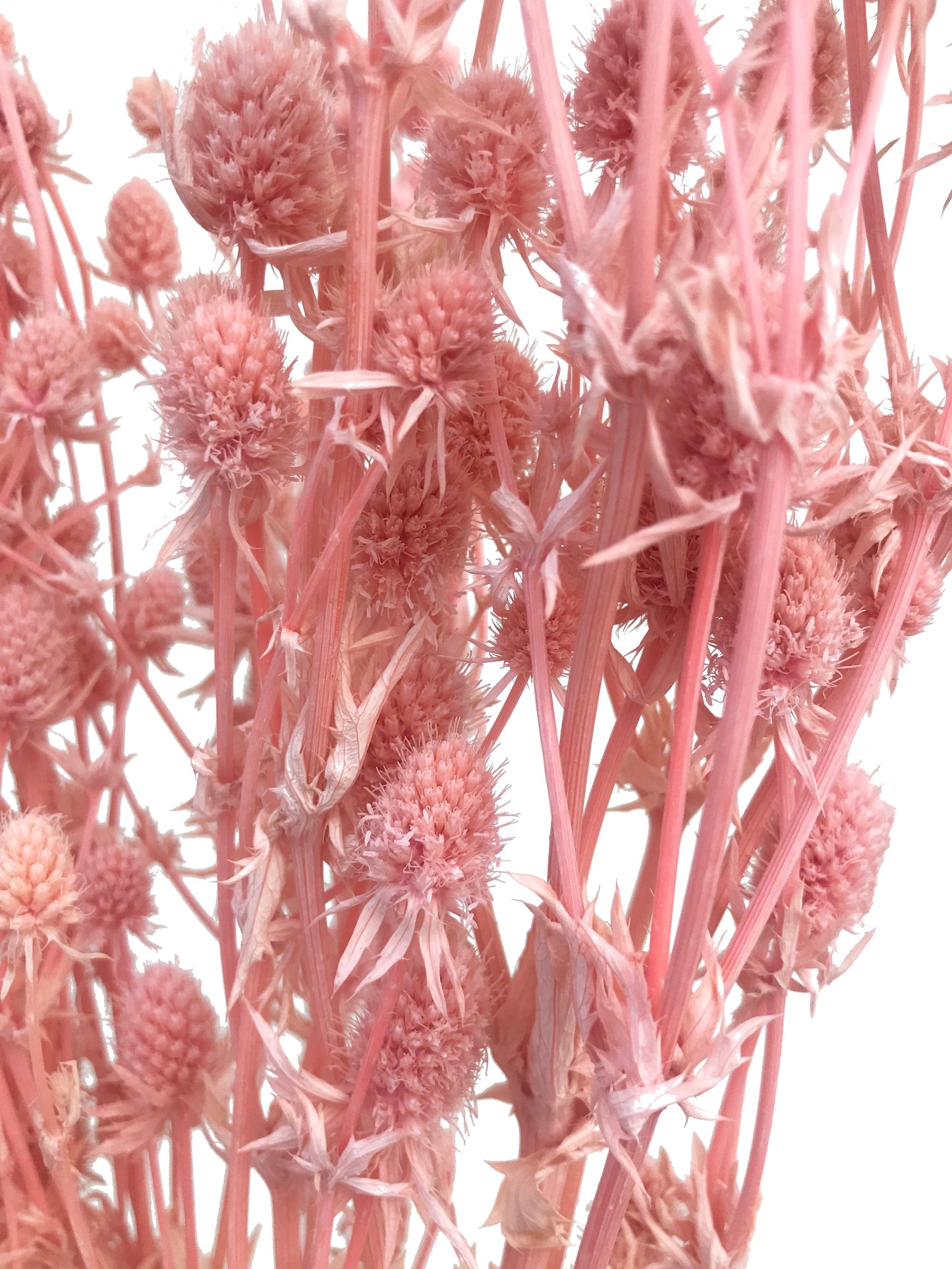 Dried Sea Holly-Pink