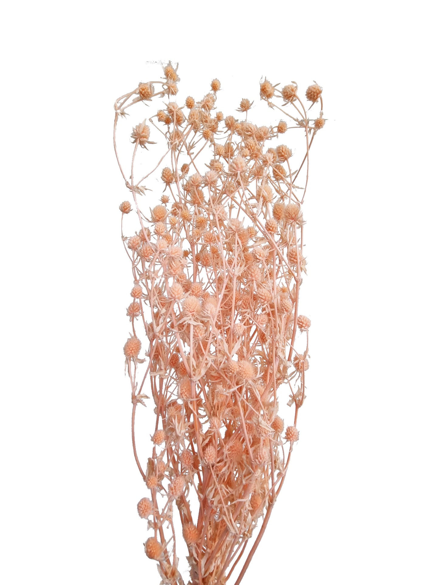 Dried Sea Holly-Peach