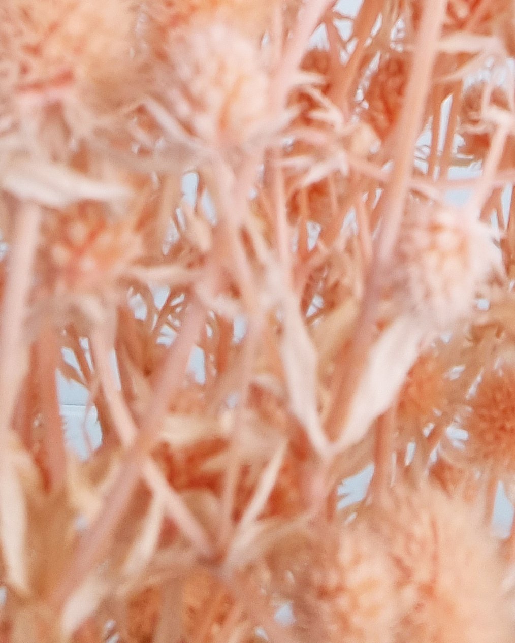 Dried Sea Holly-Peach