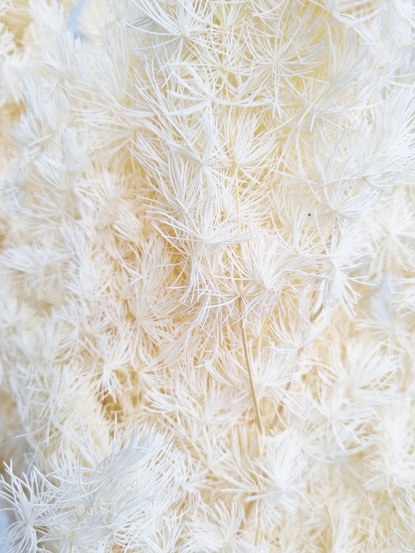 Dried Ming Fern White