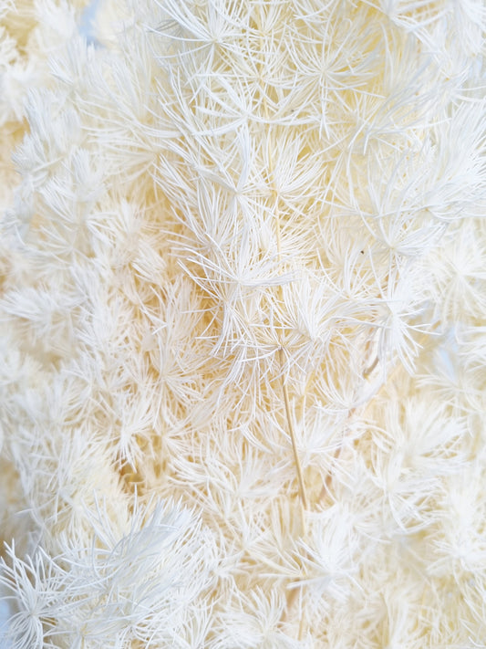 Fougère Ming séchée Ivoire