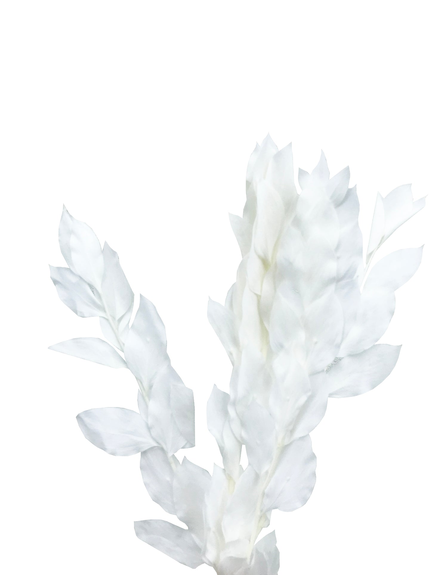 Ruscus Seco Israelí Blanco