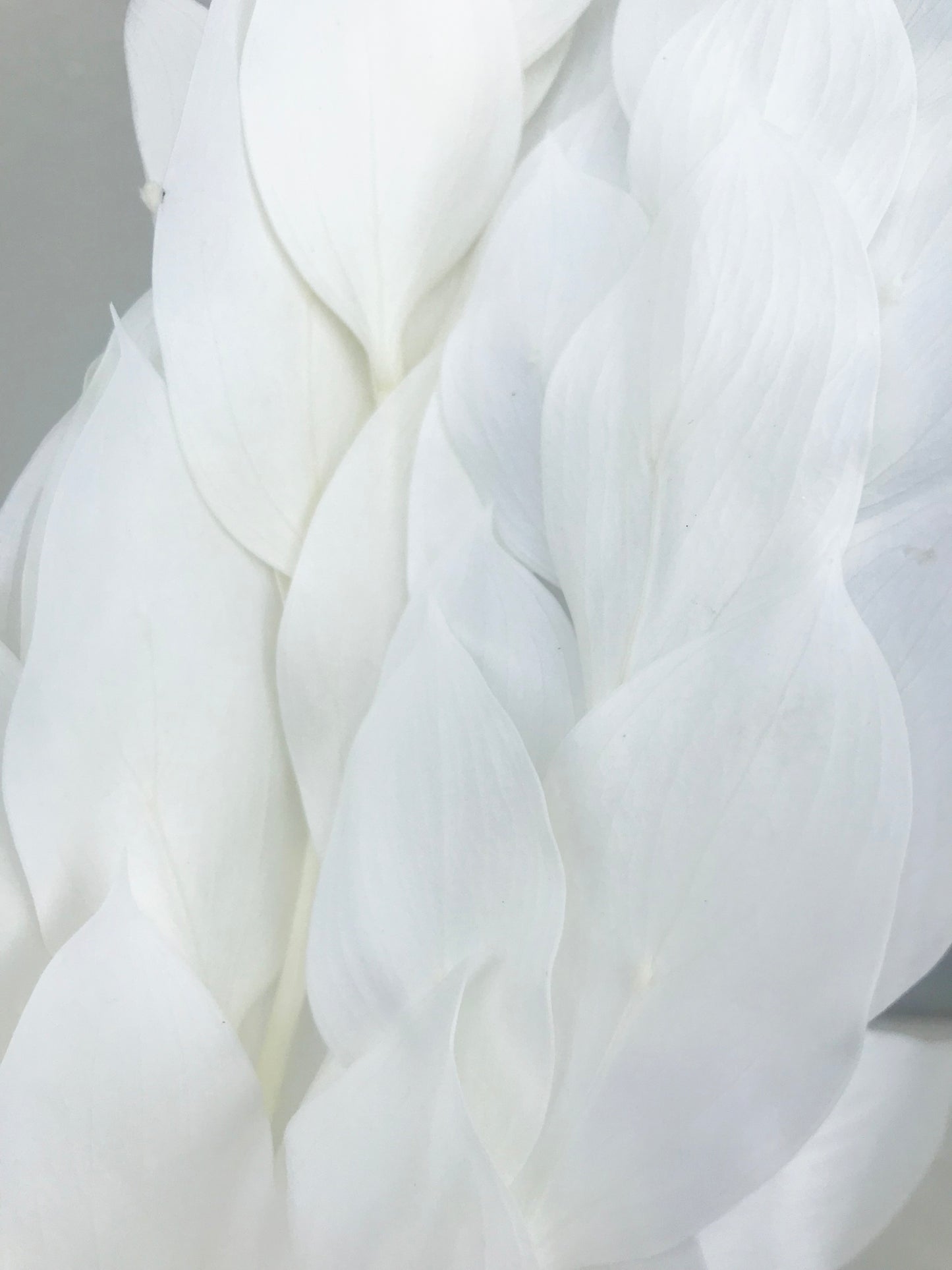 Ruscus Seco Israelí Blanco