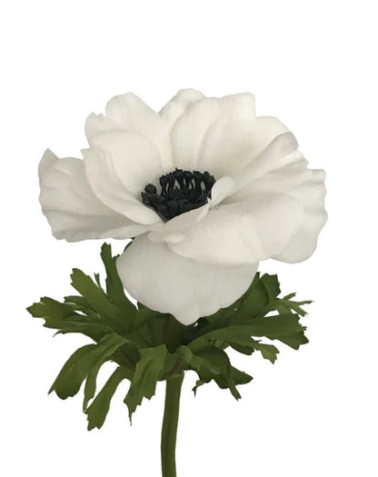 Real Touch Anemone White MINOR STAINS
