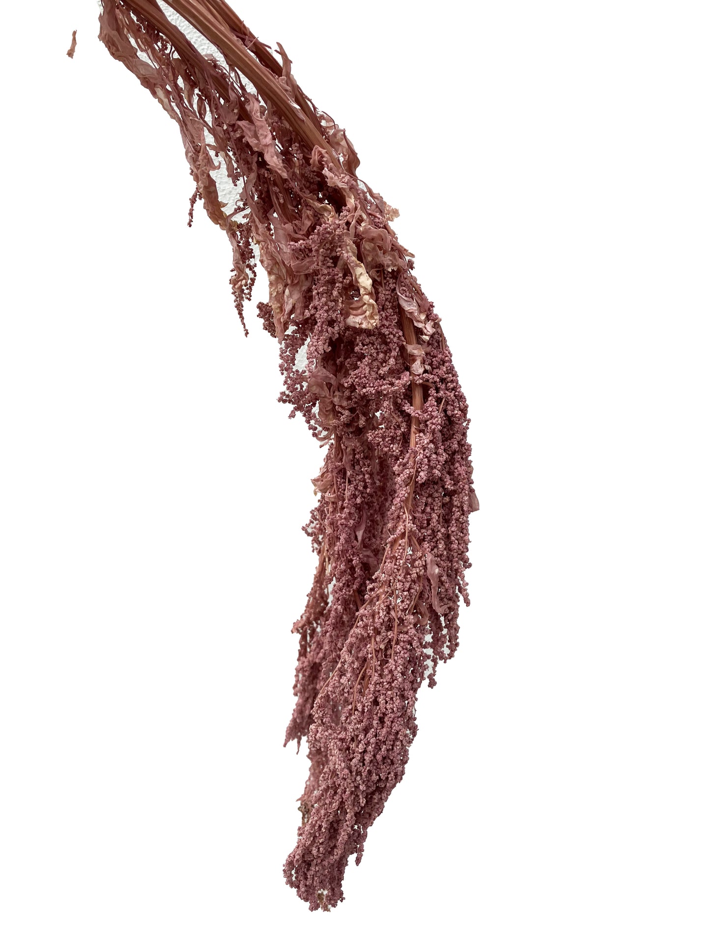 Amaranthus Mauve CLEARANCE