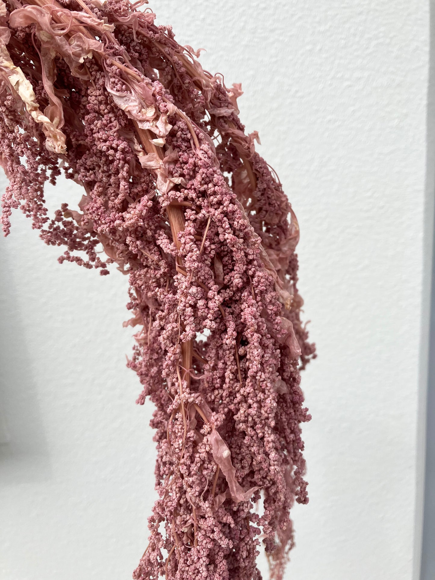 Amaranthus Mauve CLEARANCE