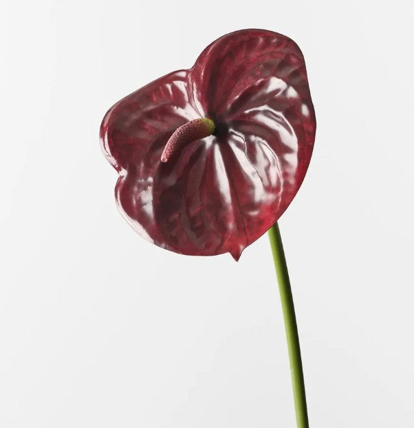 Artificial Anthurium Burgundy Style 2