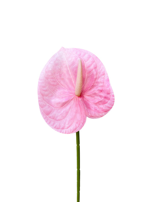 Artificial Anthurium Pink