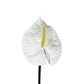 Artificial Anthurium White