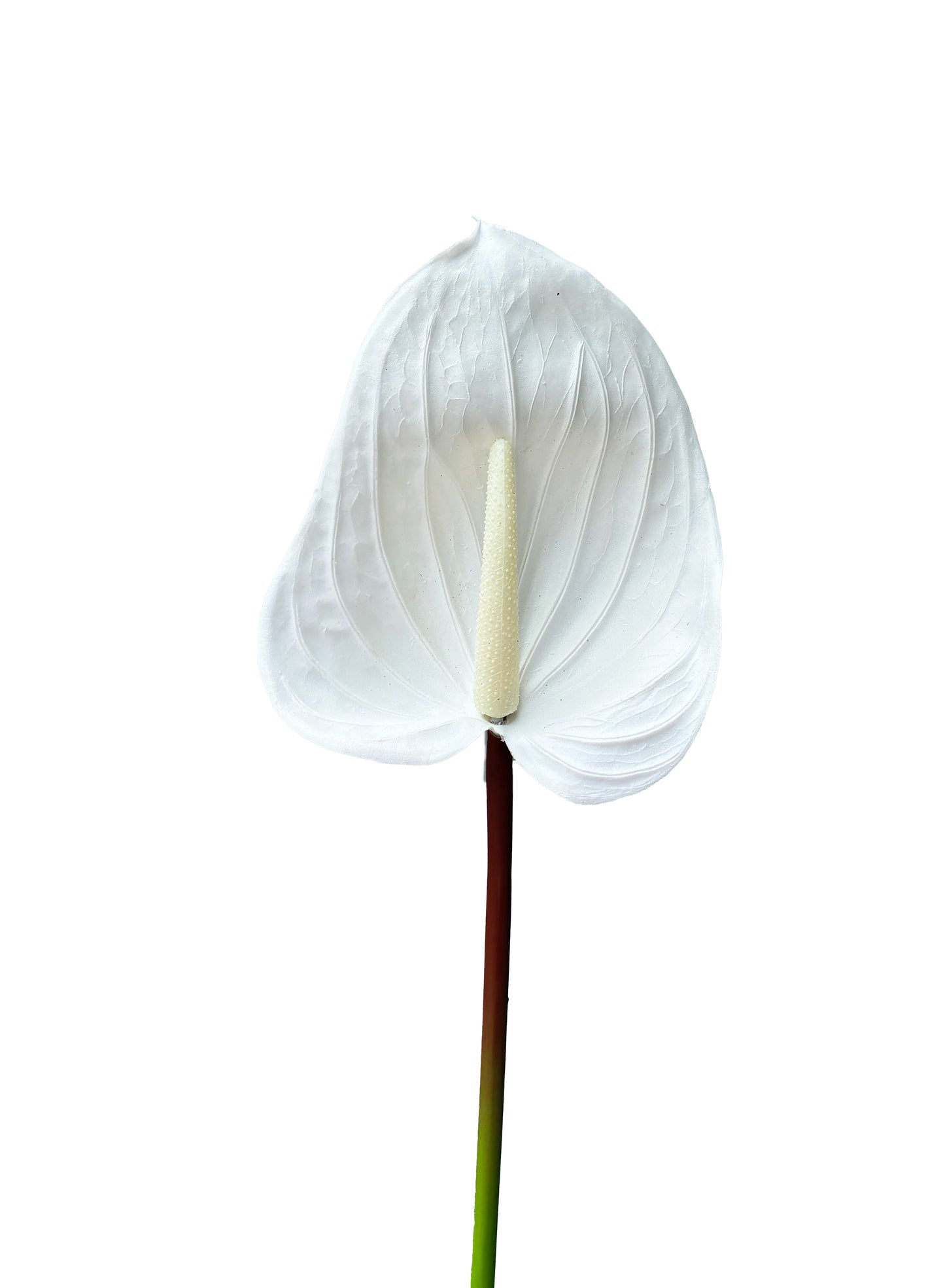 Real Touch Artificial Anthurium White