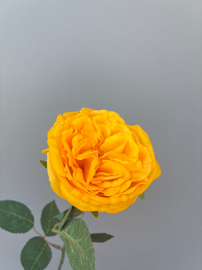 Real Touch David Austin Rose Yellow