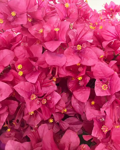 Artificial Silk Bougainvillea Hot Pink