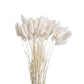 Dried Bunny Tails White