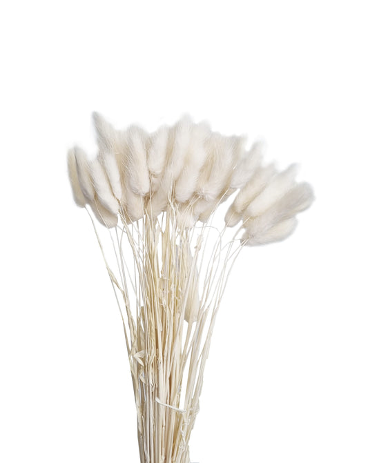 Dried Bunny Tails White