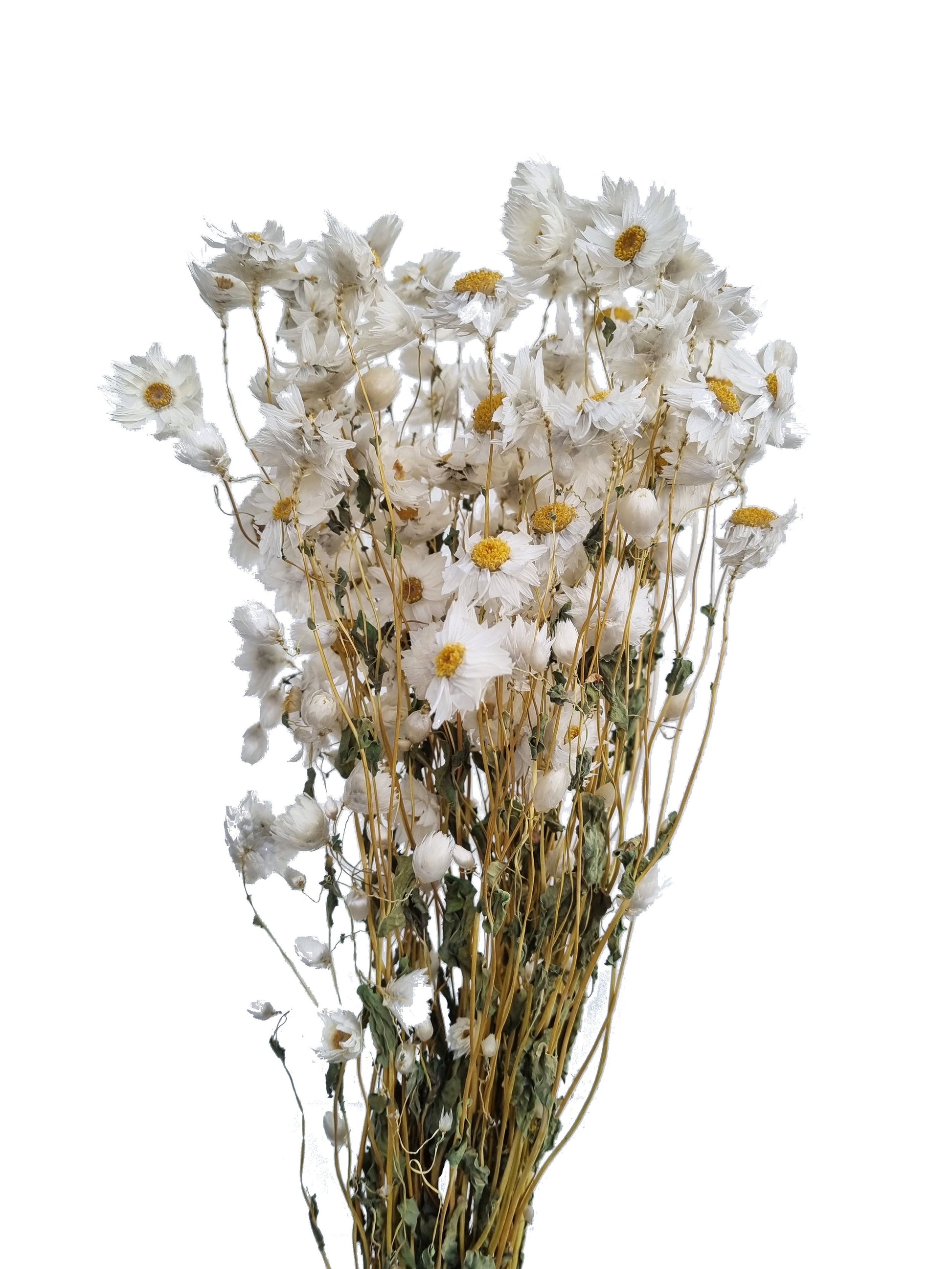 Dried Daisy White Wild Blooms