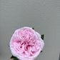 Real Touch David Austin Rose Pink