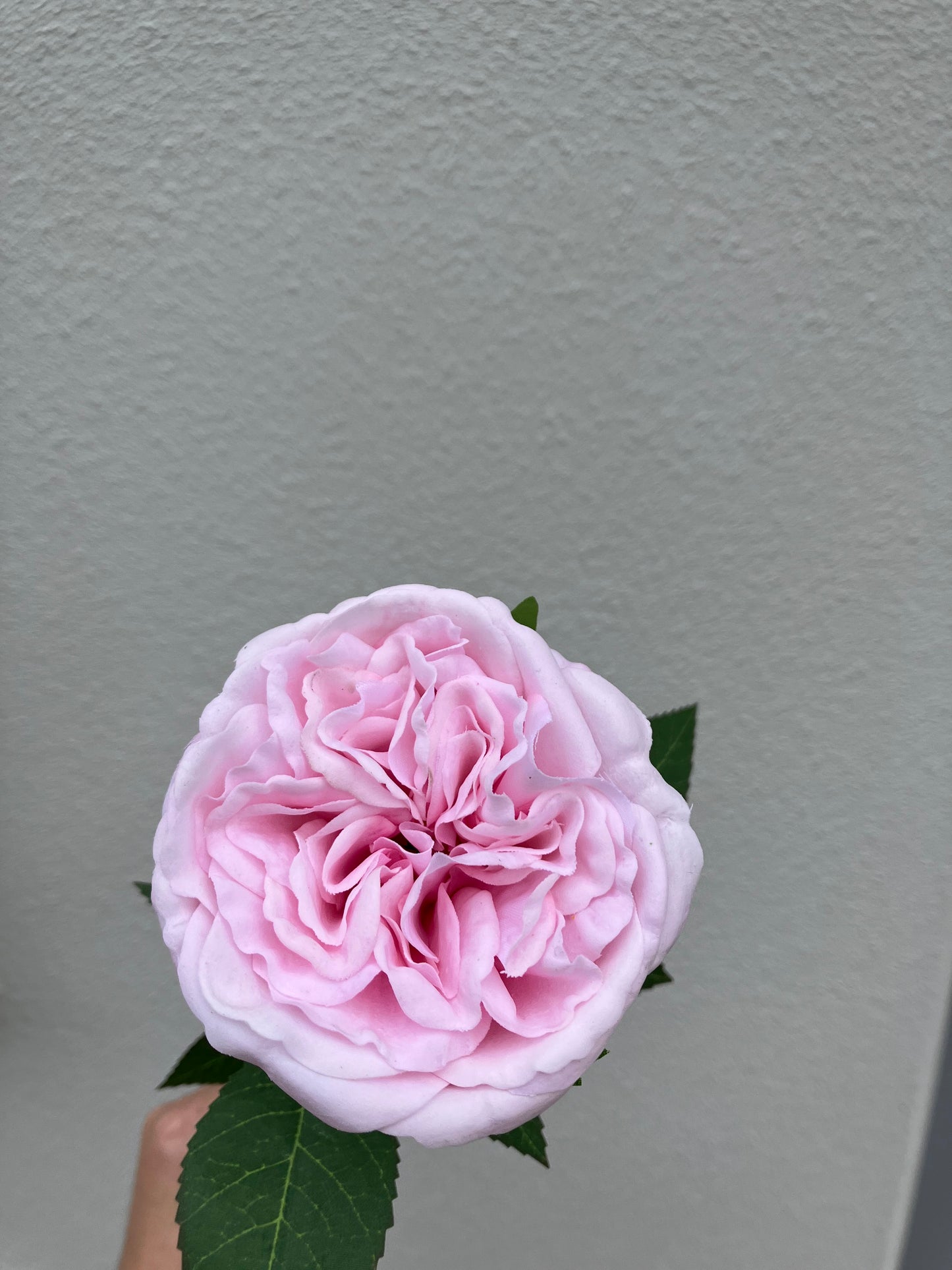 Real Touch David Austin Rose Pink