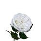 Real Touch David Austin Rose White