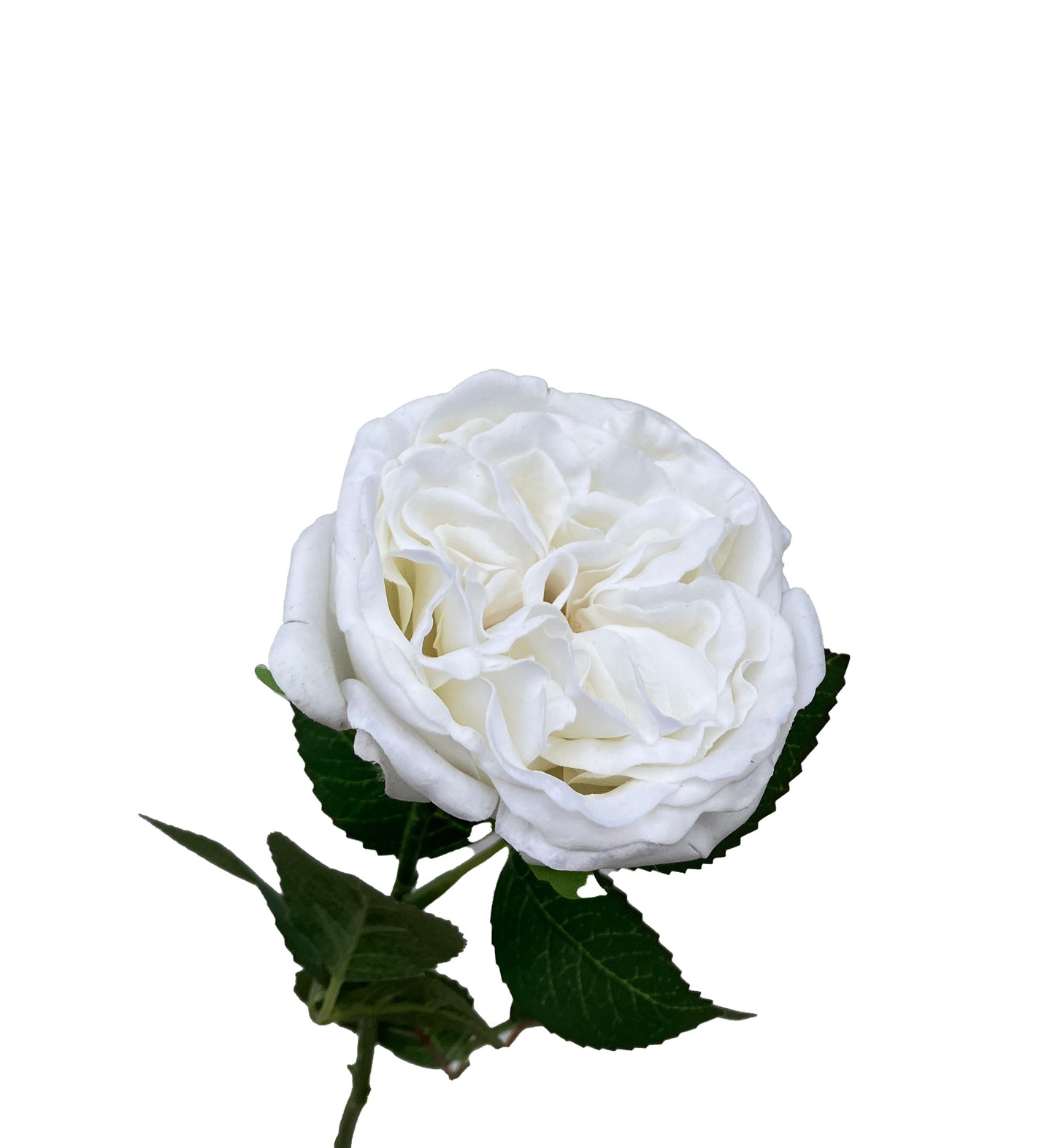 Real Touch David Austin Rose White