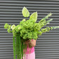 Artificial Anthirum Green