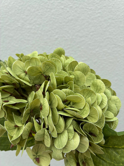 Artificial Real Touch Hydrangea Dusty Green