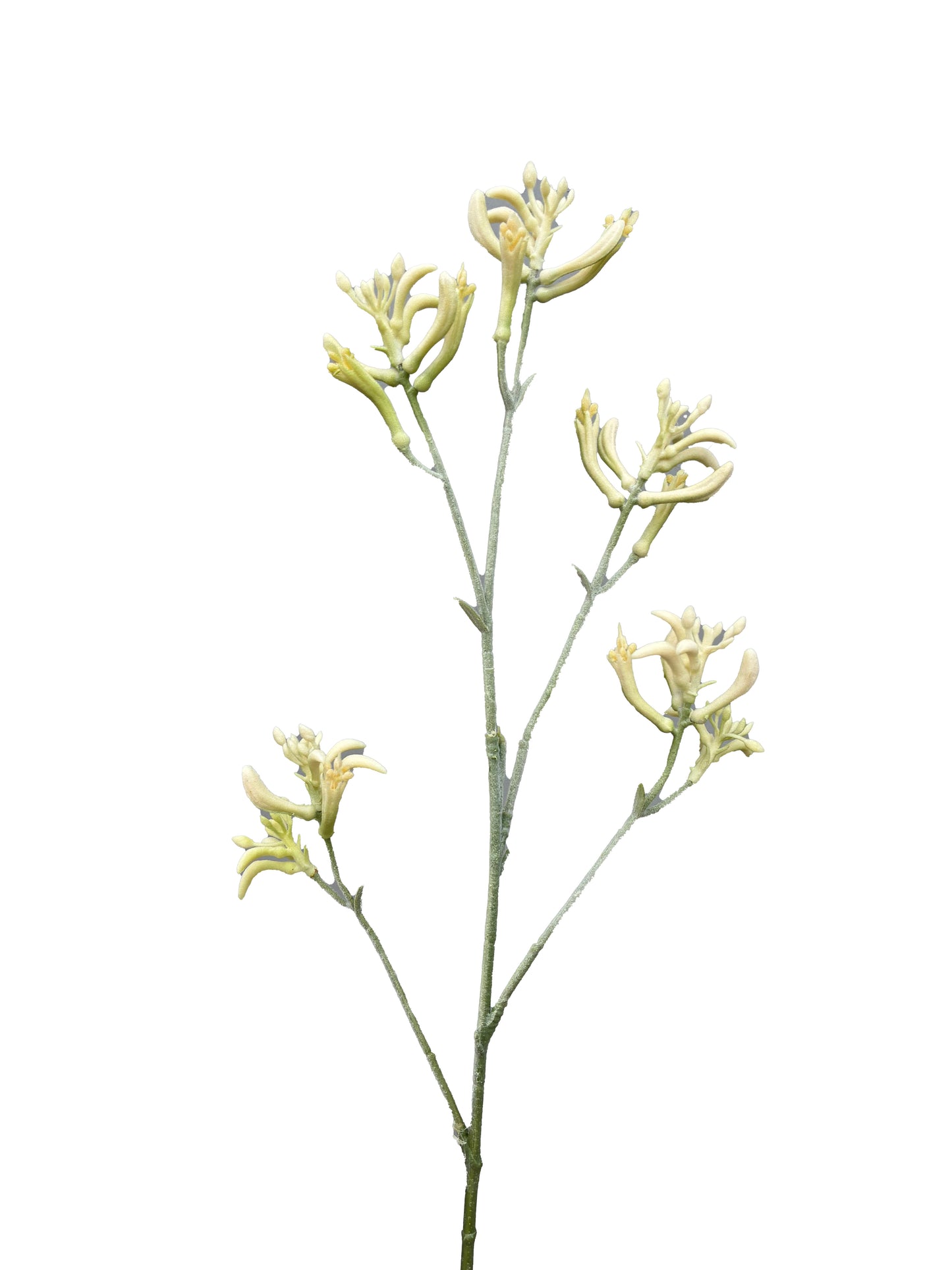 Pata de canguro artificial