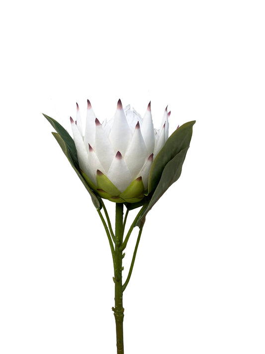 Protea Artificial Blanca