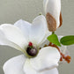 Artificial Magnolia White