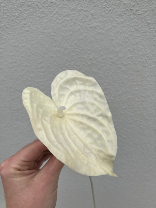 Mini Anthurium Artificial Blanco