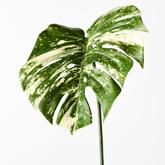 Artificial Monstera Leaf Varigated Large