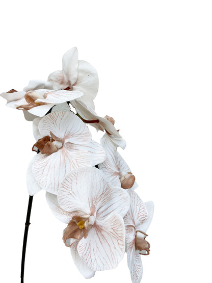 Artificial Phalaenopsis Orchid Blush Latte Real Touch